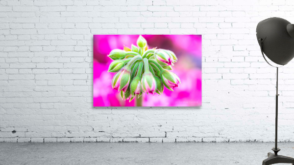 Bloom Wall Preview