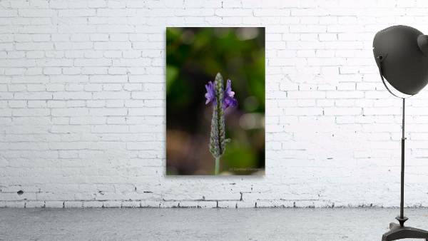 Stillness Wall Preview
