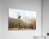 Northern Flicker Pair Preening  Acrylic Print