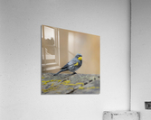 Yellow Rumped Warbler Acrylic Print
