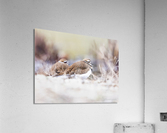 Killdeer Couple Acrylic Print