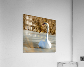 Mute Swan Acrylic Print