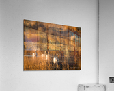 Swans at Sunset Acrylic Print