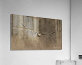 Hawk Acrylic Print