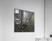 Northern Flicker Acrylic Print