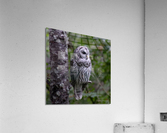 Owl Acrylic Print