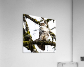 Red Shouldered Hawk Acrylic Print