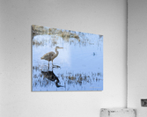 Heron Acrylic Print