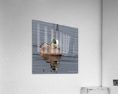 Widgeon  Acrylic Print