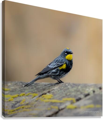 Yellow Rumped Warbler Canvas Print