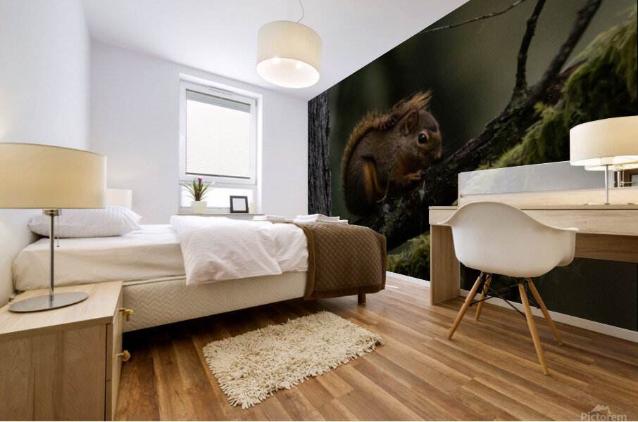 Douglas Squirrel  Mural print