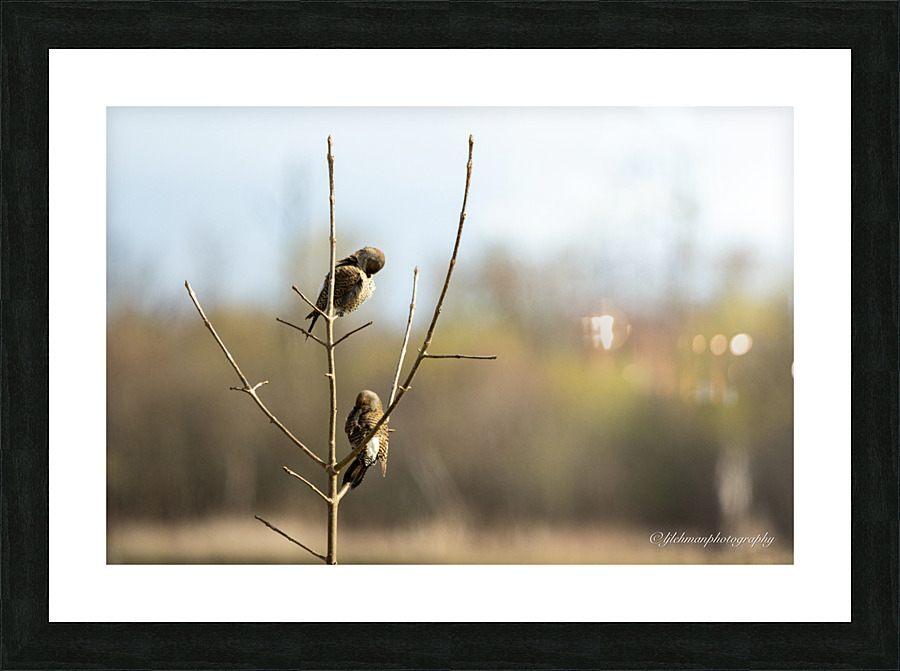 Northern Flicker Pair Preening  Picture Frame print