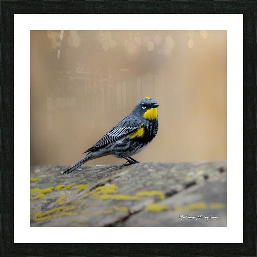 Yellow Rumped Warbler Picture Frame print