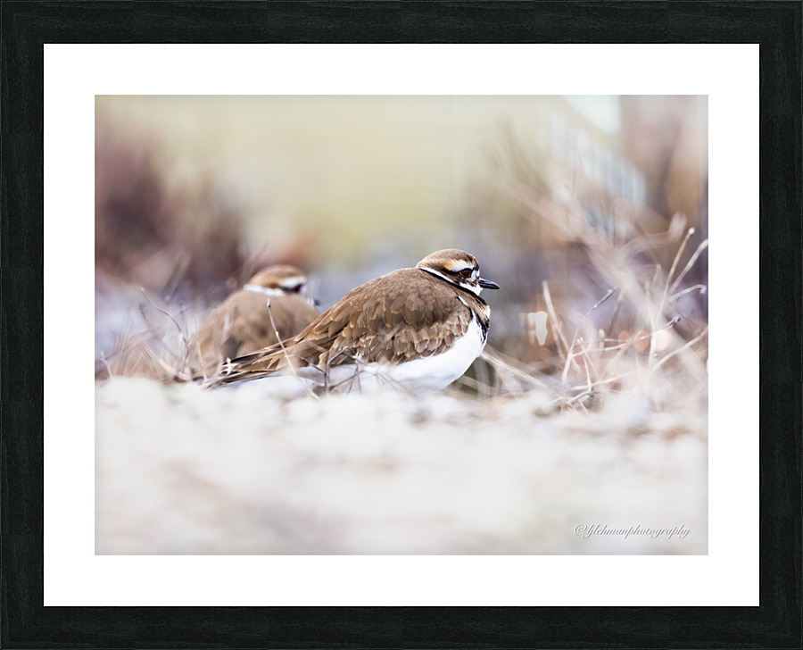 Killdeer Couple Picture Frame print