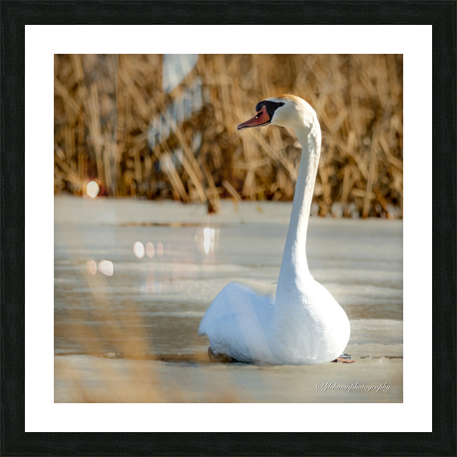 Mute Swan Picture Frame print