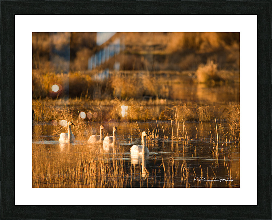 Swans at Sunset Picture Frame print