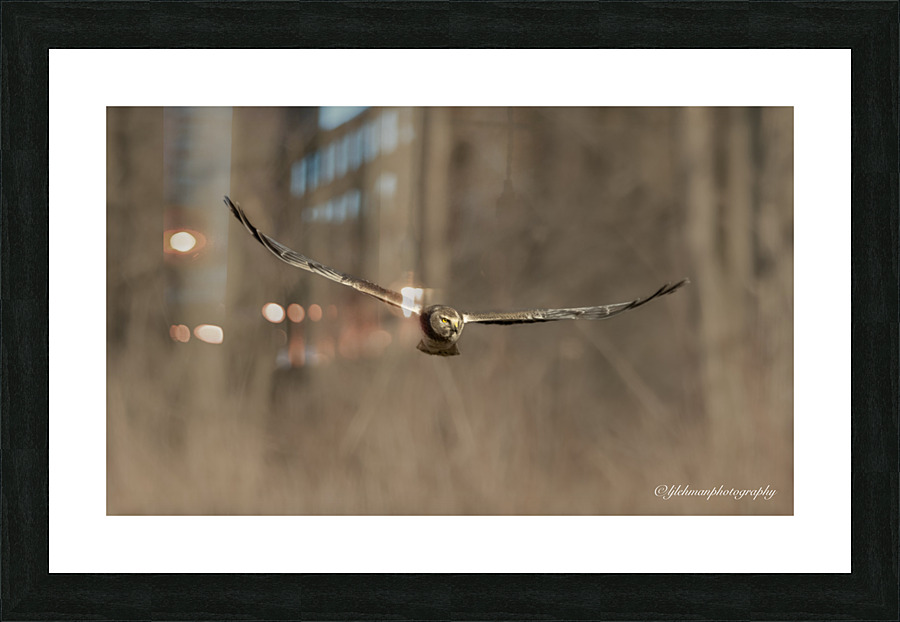 Hawk Picture Frame print