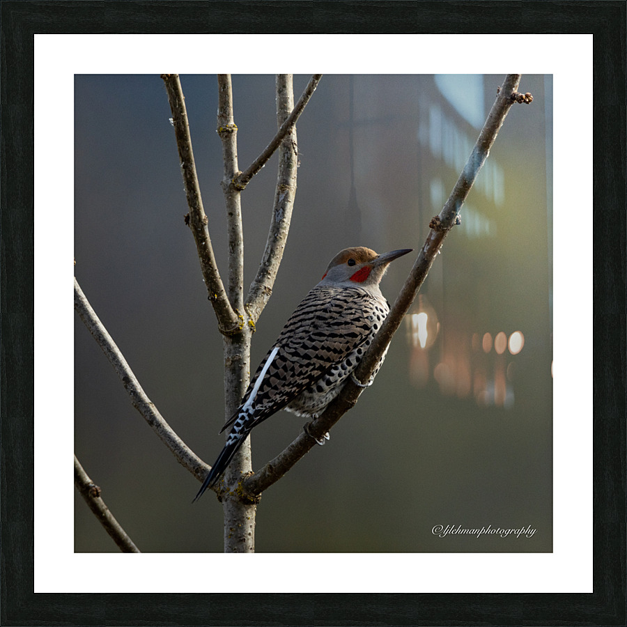 Northern Flicker Picture Frame print
