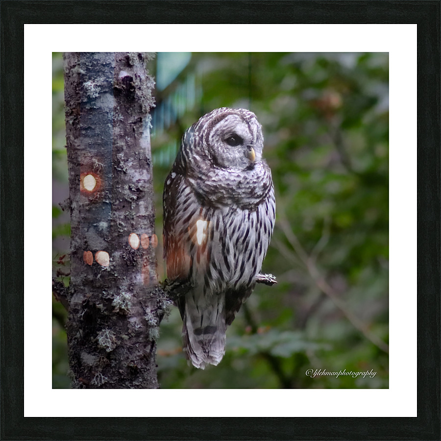 Owl Picture Frame print