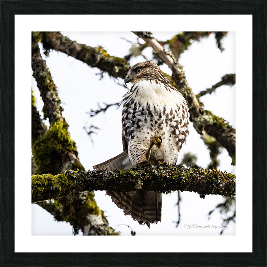 Red Shouldered Hawk Picture Frame print