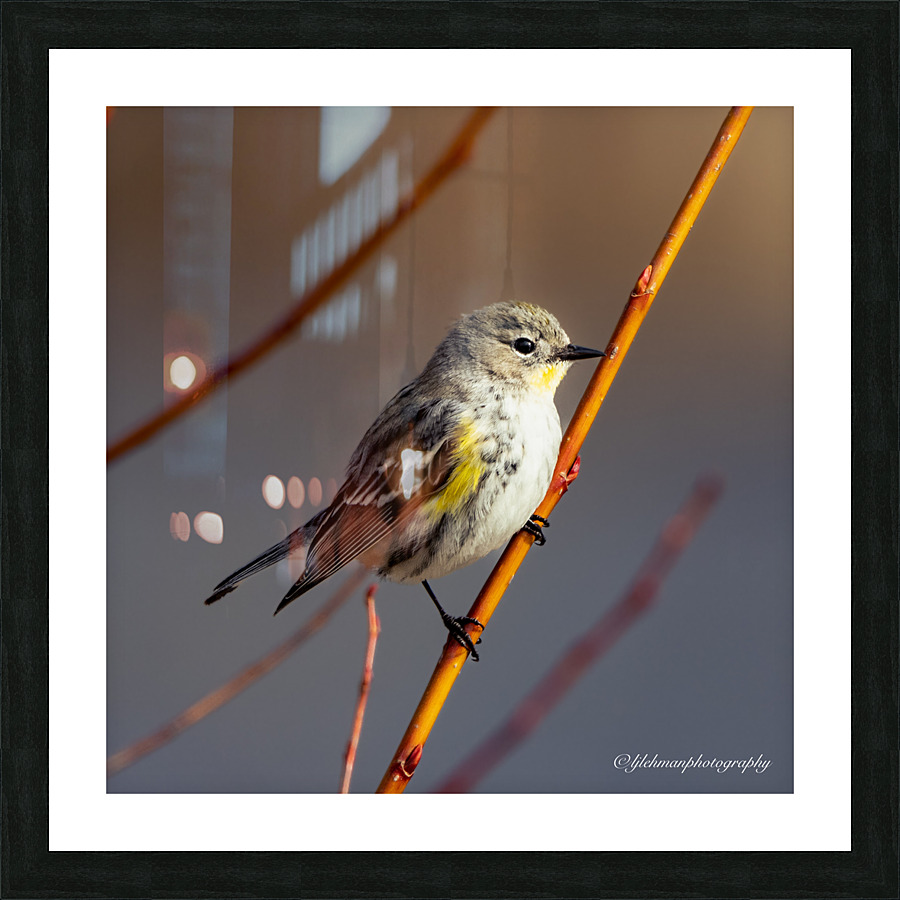 Warbler Staredown Picture Frame print