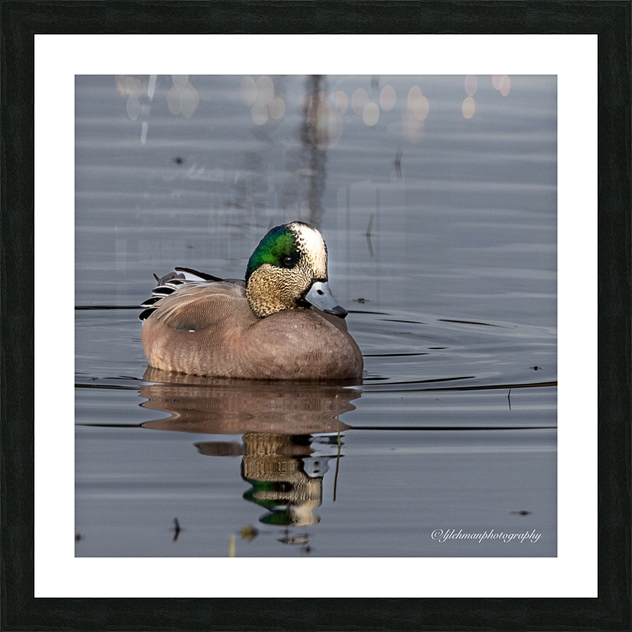 Widgeon  Picture Frame print