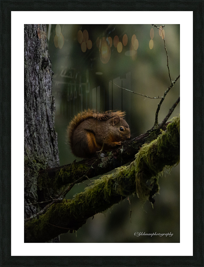 Douglas Squirrel  Picture Frame print