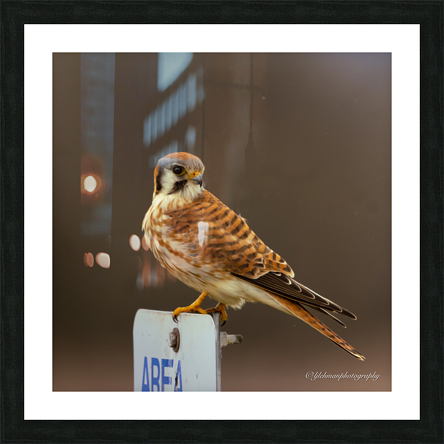 Kestrel Picture Frame print