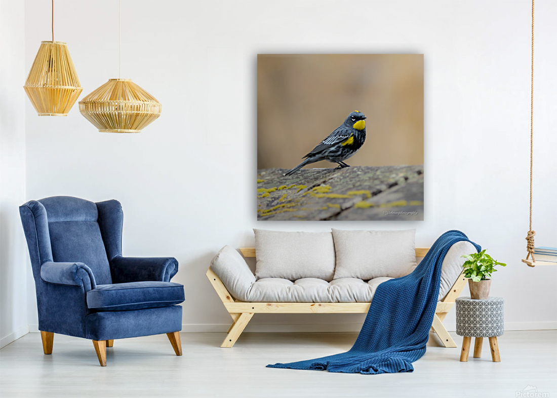 Yellow Rumped Warbler Reproduction