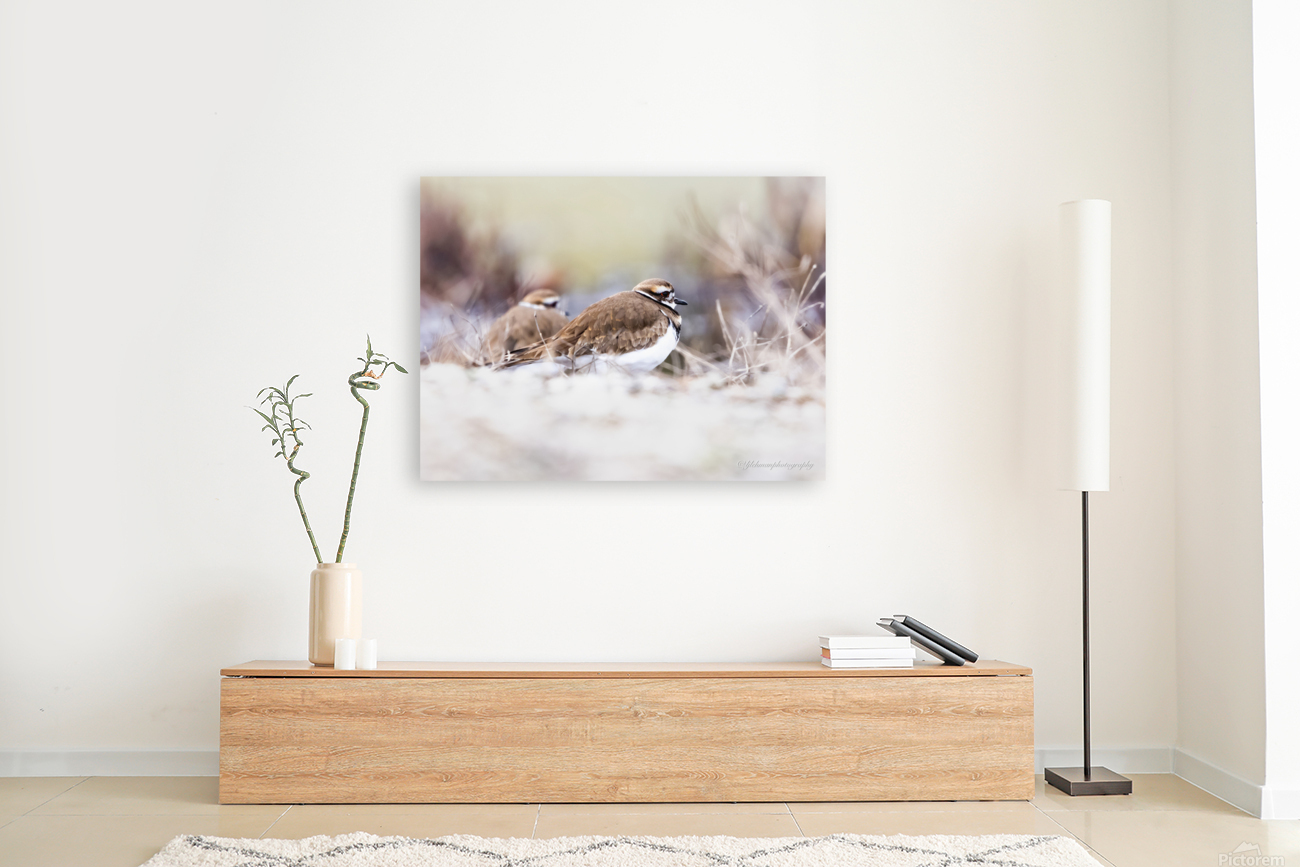 Killdeer Couple Reproduction