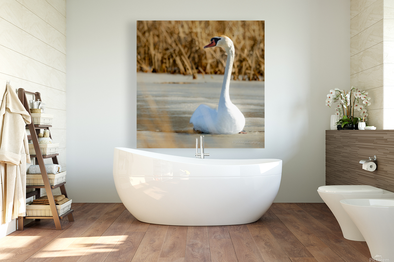 Mute Swan Reproduction