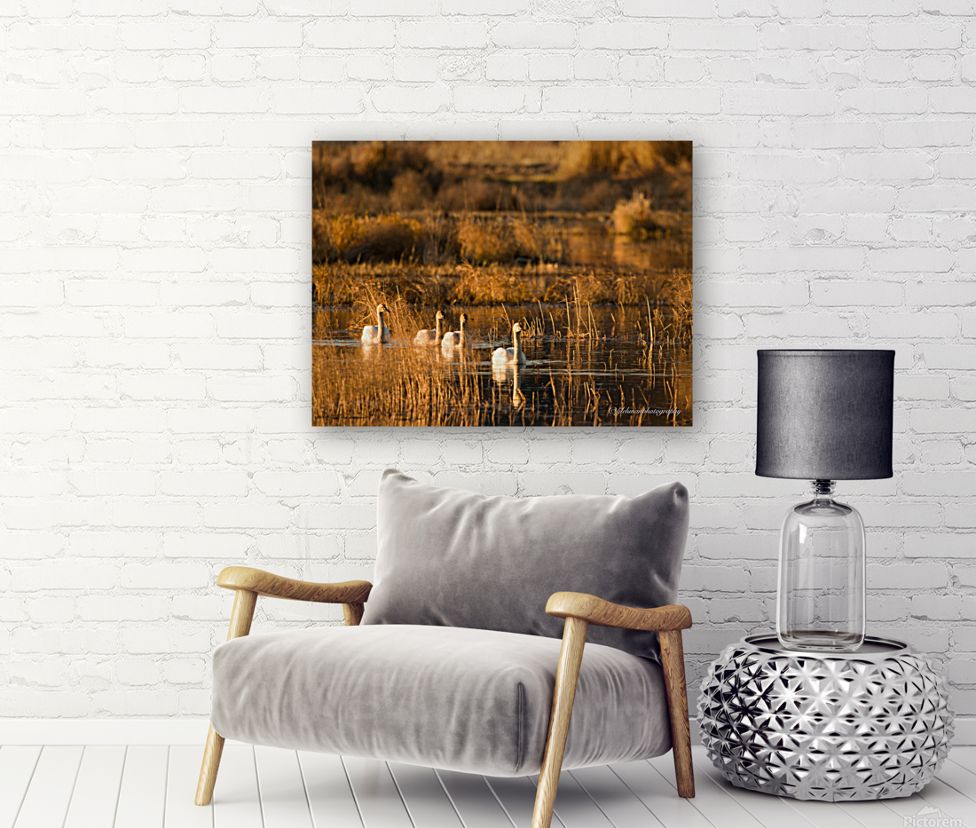 Swans at Sunset Reproduction