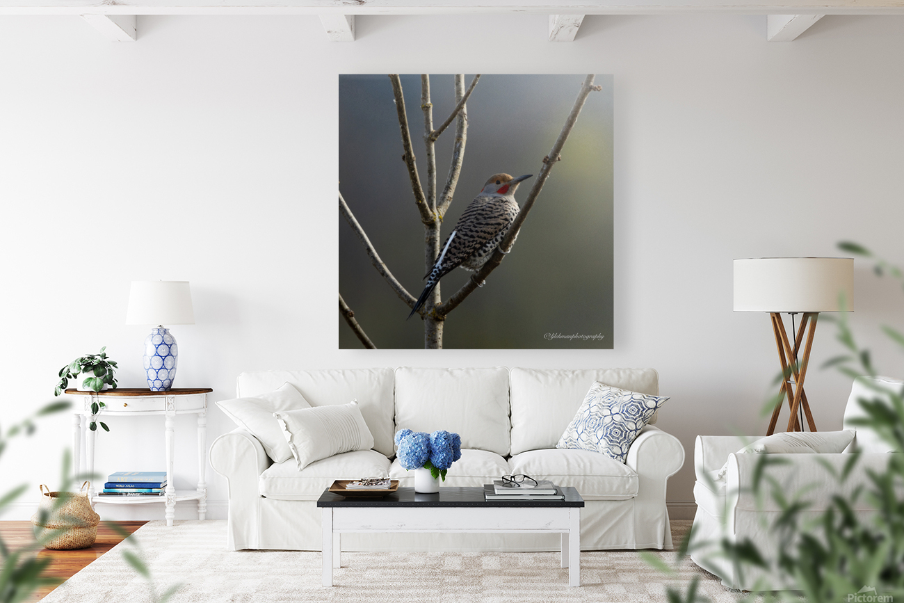 Northern Flicker Reproduction