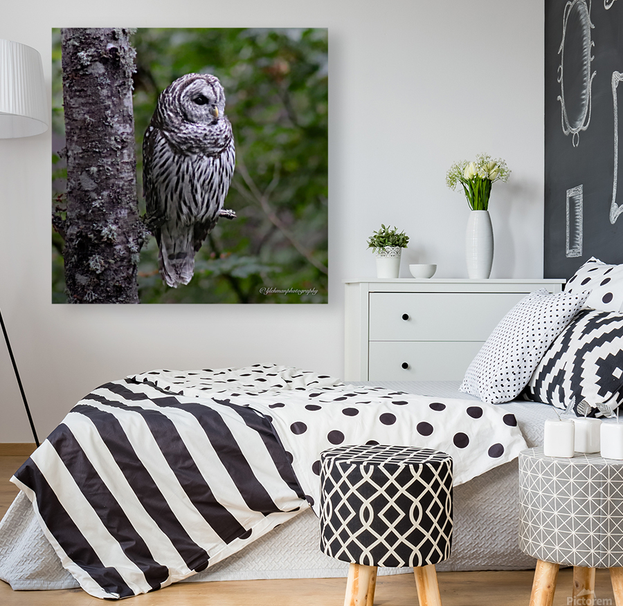 Owl Reproduction