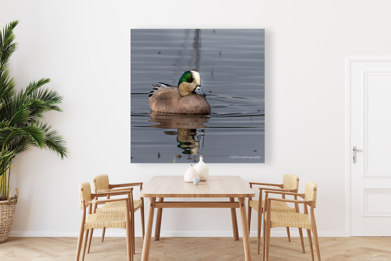 Widgeon  Reproduction