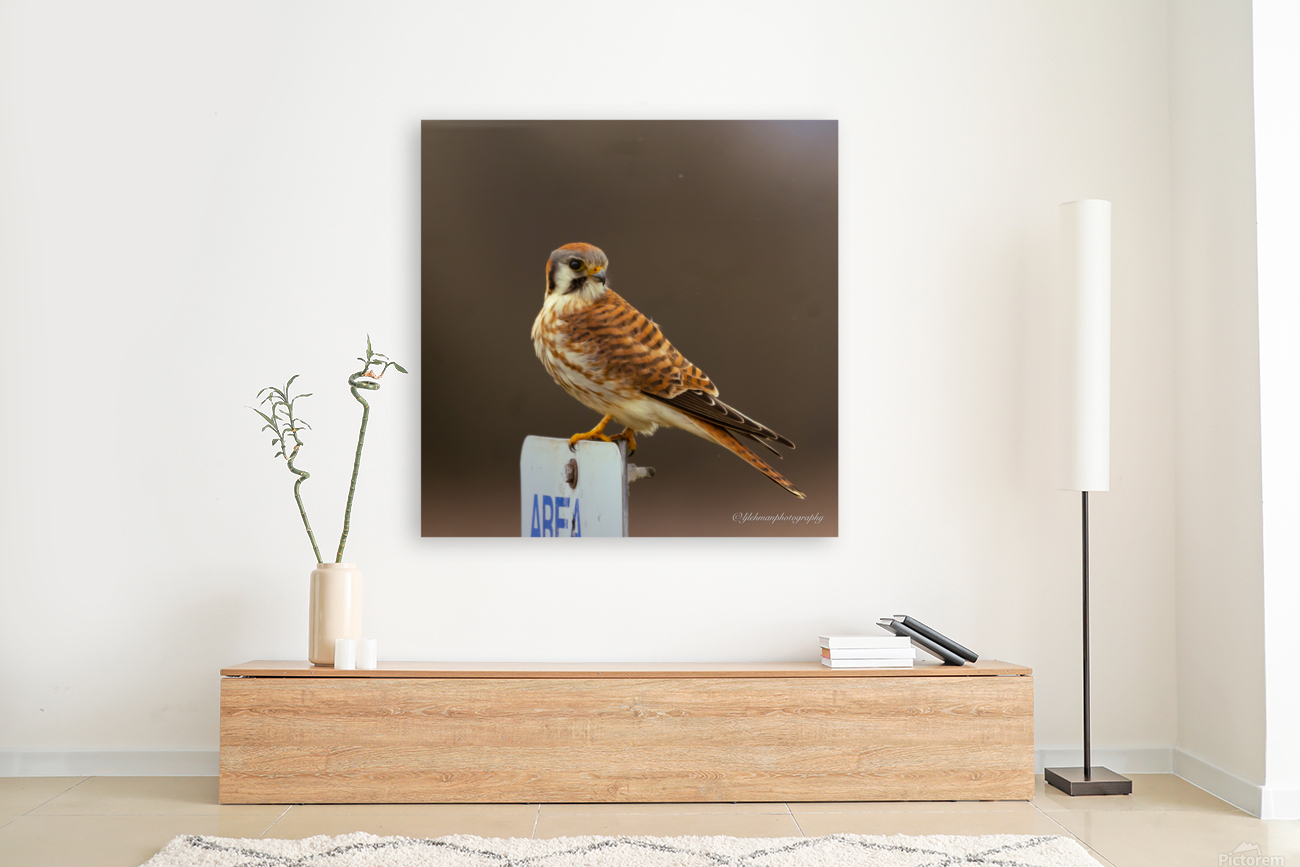 Kestrel Reproduction