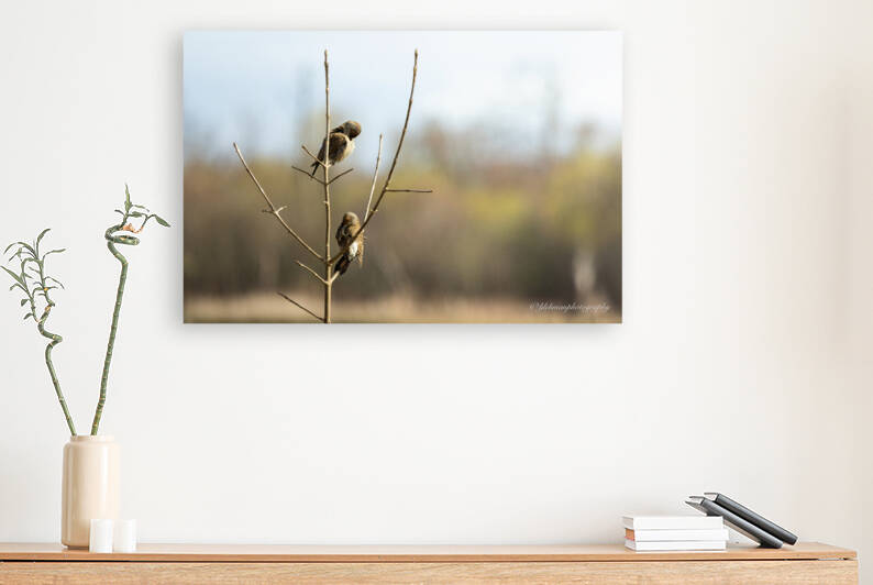 Northern Flicker Pair Preening  by ljlehmanphotography