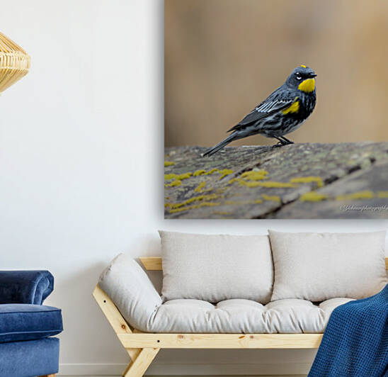 Yellow Rumped Warbler Reproduction