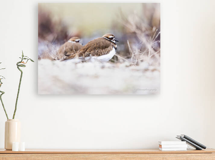 Killdeer Couple by ljlehmanphotography