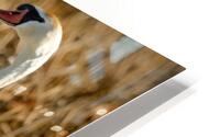 Mute Swan HD Metal print