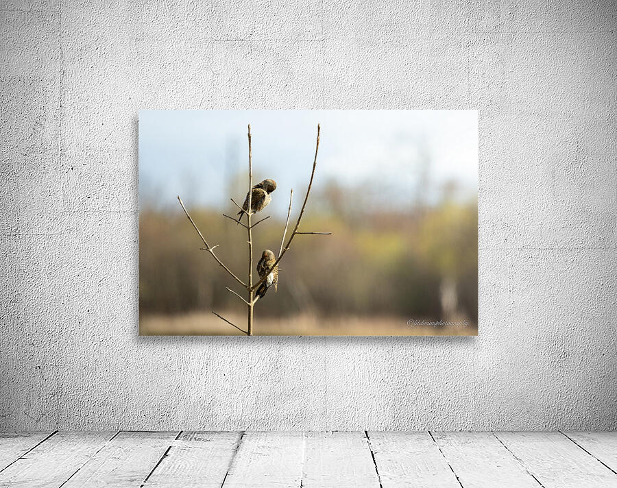 Northern Flicker Pair Preening  Wall Preview