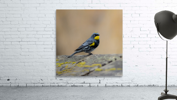 Yellow Rumped Warbler Wall Preview