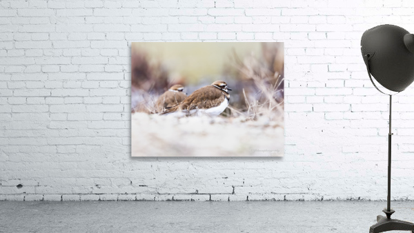 Killdeer Couple Wall Preview