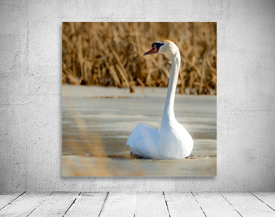 Mute Swan Wall Preview