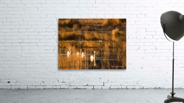 Swans at Sunset Wall Preview