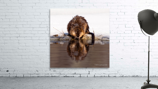 Muskrat Wall Preview