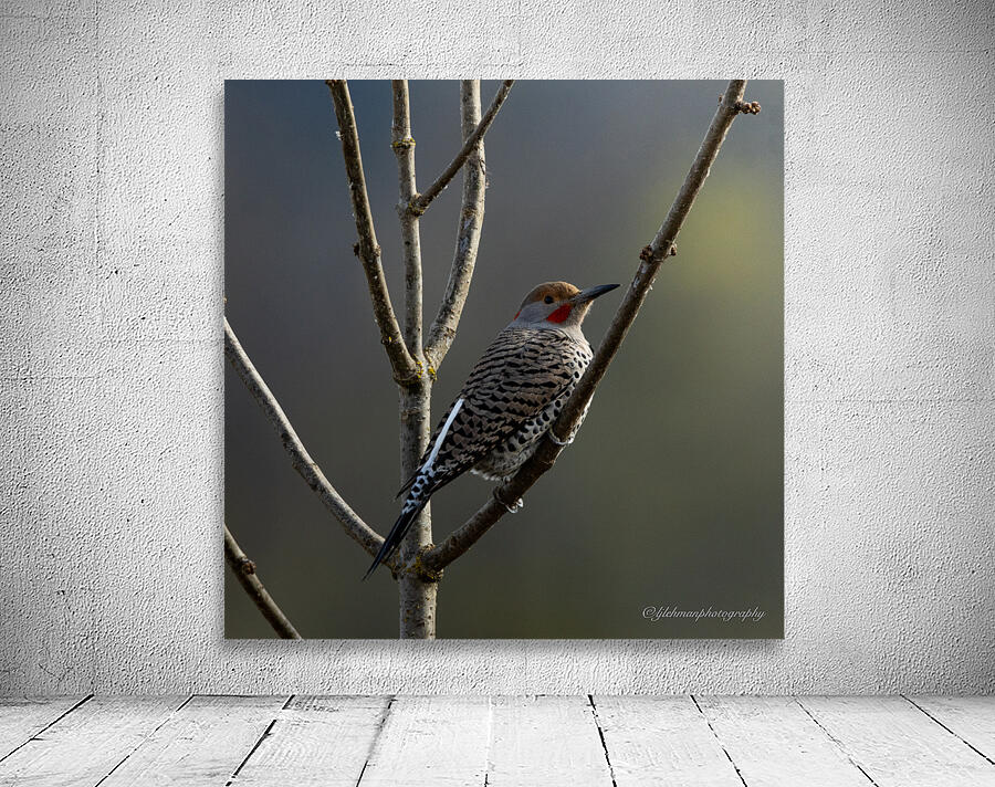 Northern Flicker Wall Preview