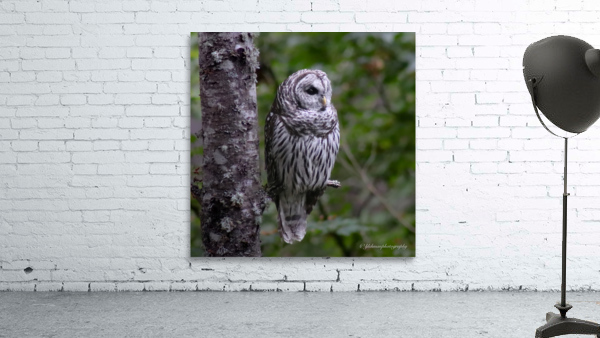 Owl Wall Preview
