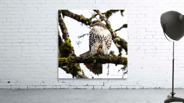 Red Shouldered Hawk Wall Preview
