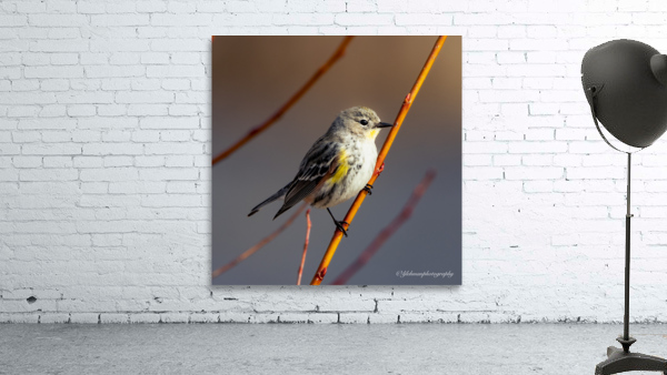 Warbler Staredown Wall Preview